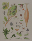 Natural history prints, other artists/publishers
